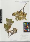 Foto von Salix hastata L.